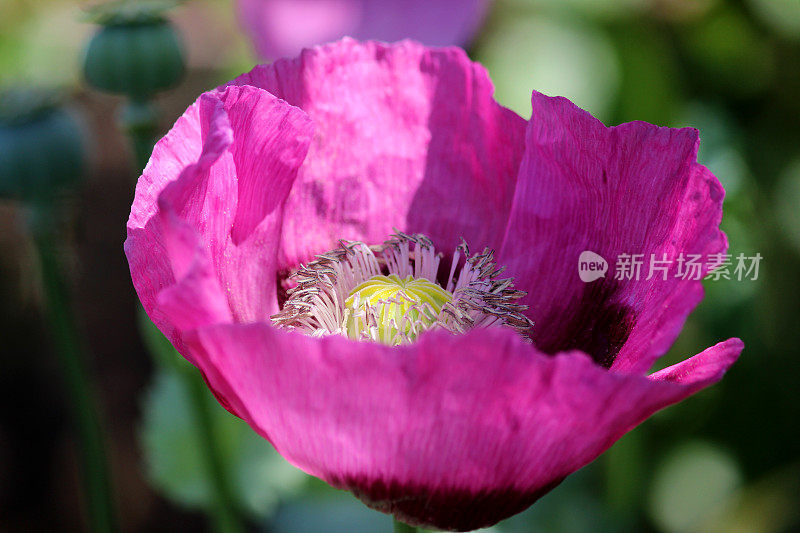 花园里紫色/粉红色的罂粟花，特写罂粟花蕊